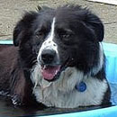 Dru was adopted in July, 2004